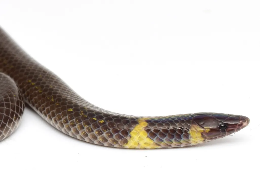 A small snake against a white background