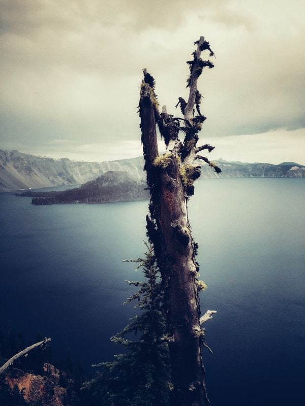 A dying tree overlooking Crater Lake thumbnail