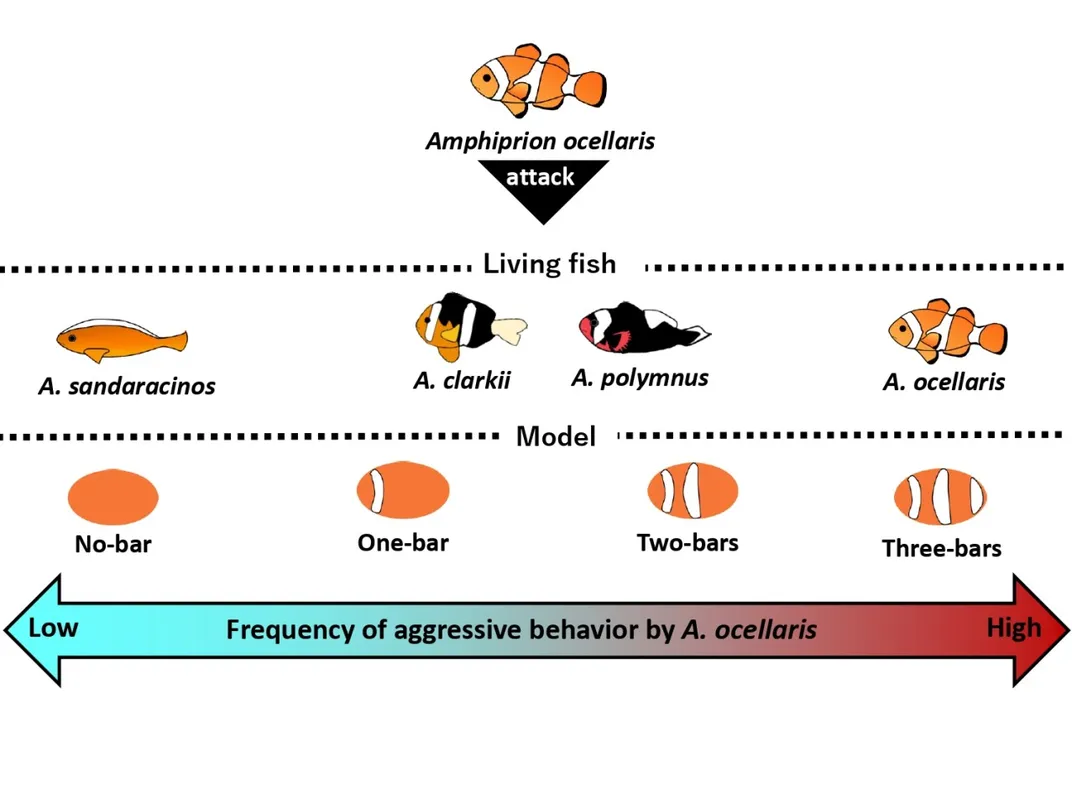 A graphic indicating the common clownfish's observed aggressive behavior towards other clownfish species and decoys