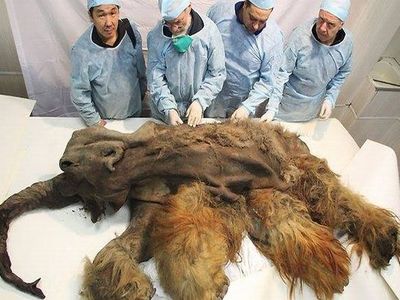 Scientists gather around the Yuka mammoth, which was so well-preserved in the permafrost its brain was mostly intact