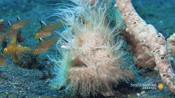 Preview thumbnail for This Hairy Frogfish’s Bite Is Too Fast for Slow-Motion