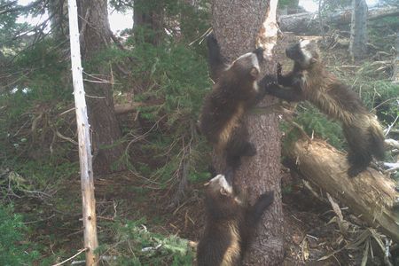 Wolverines make dens in snowpack to raise kits