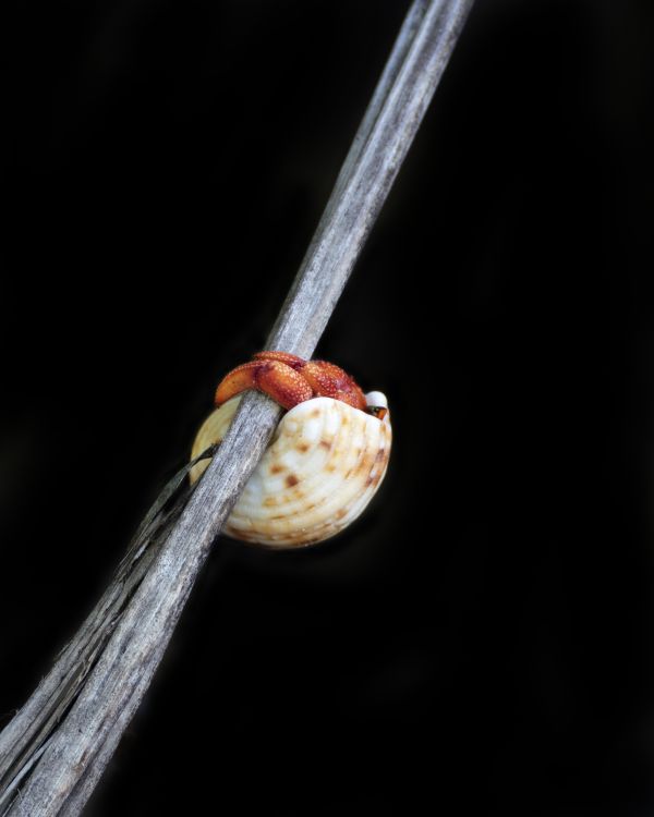 Hermit Crab Climb thumbnail