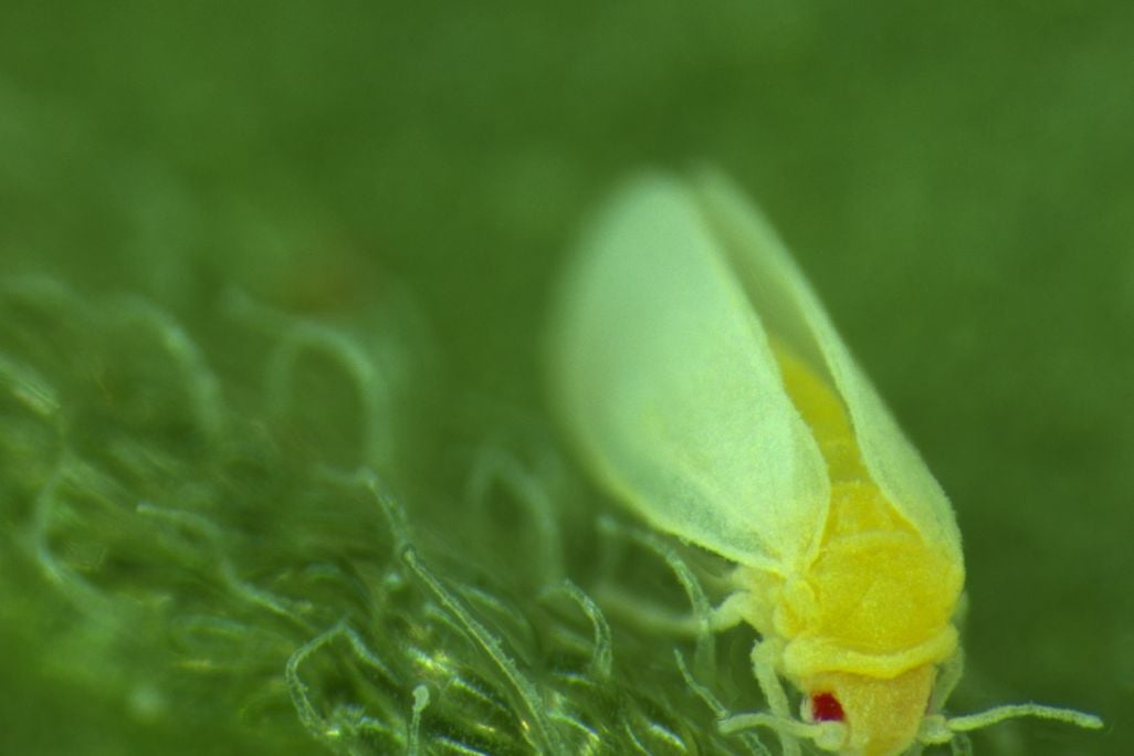 whitefly on a leaf