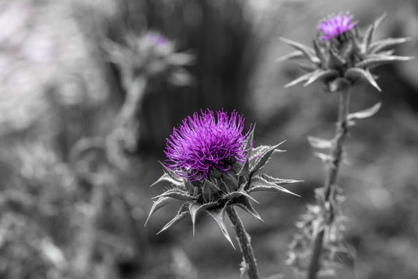 Thistle in black and purple thumbnail