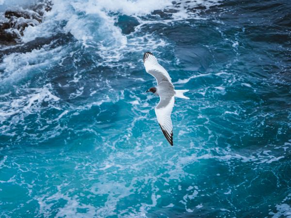 Swallow-tailed Gull in flight thumbnail