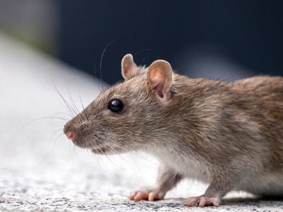 New research suggests rats can mentally navigate to locations they&#39;ve visited before.
