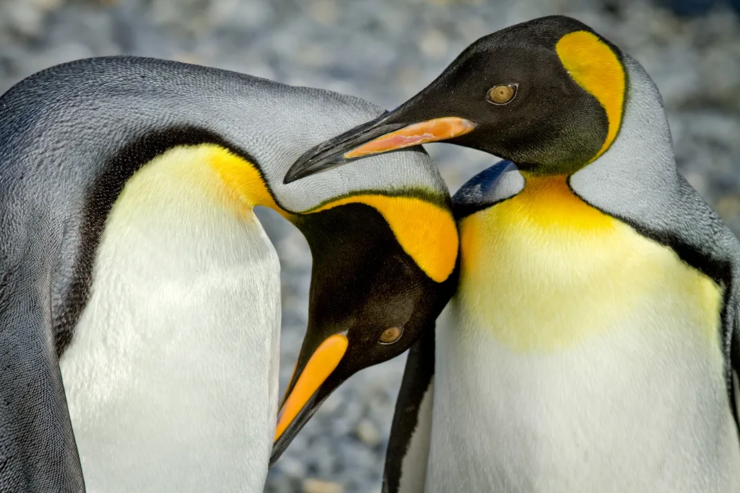 12 - Orange patches on the ears and throats are a signature characteristic of adult king penguins.