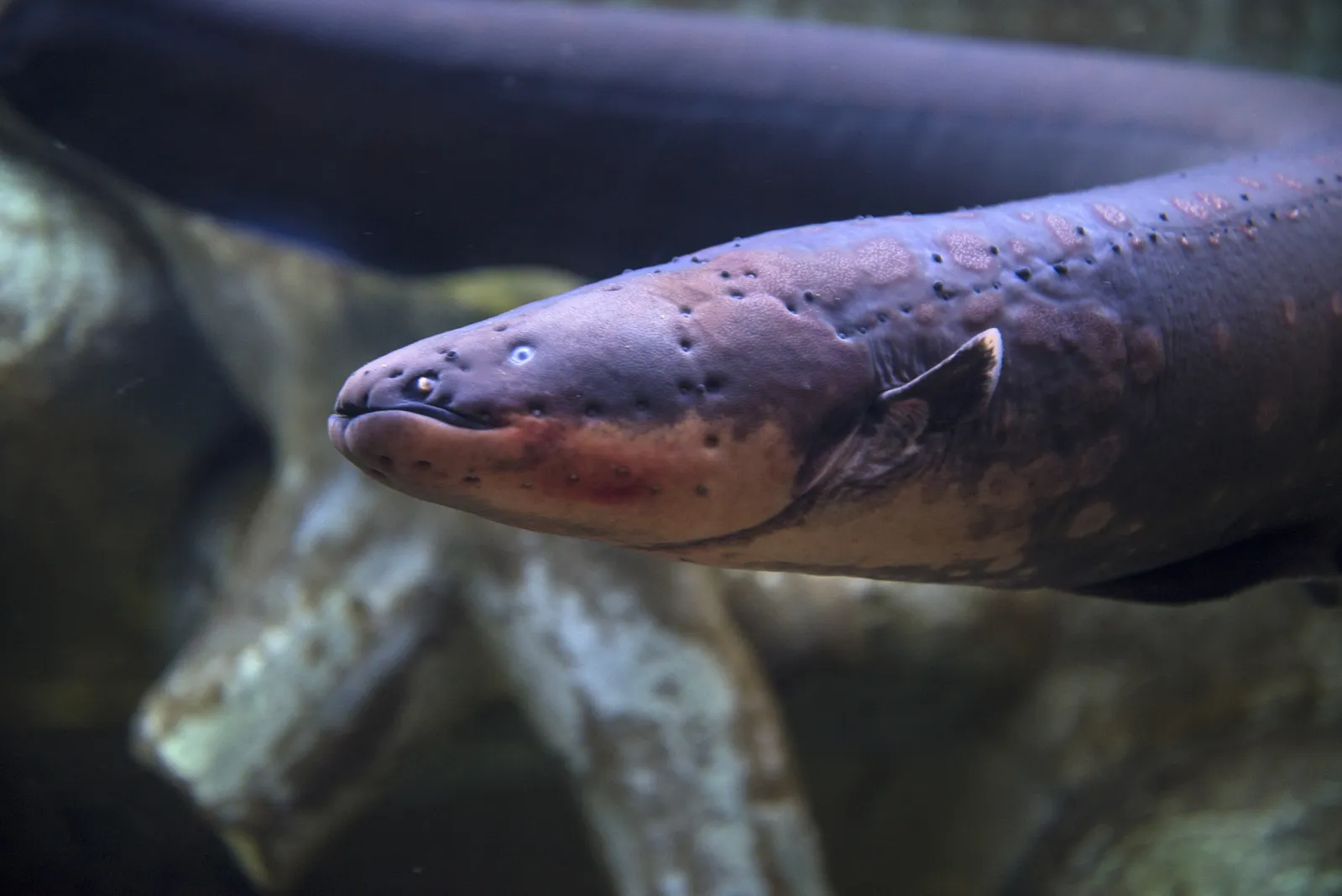 Eels Can Genetically Modify Nearby Fish With Their Electrical