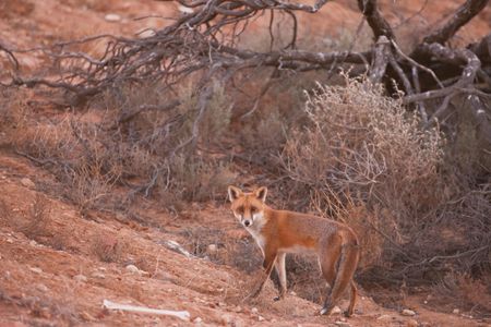 The red fox is among two European imports that researchers say play a big part in the loss of some of Australia's native species.