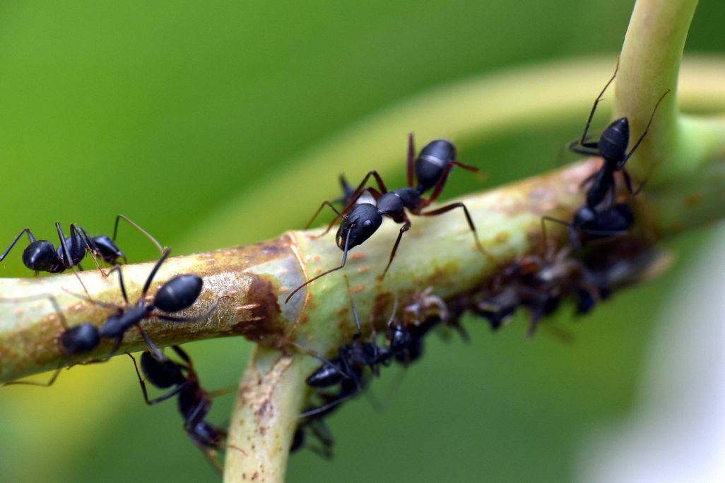 Close-up view of ants crawling along a green branch