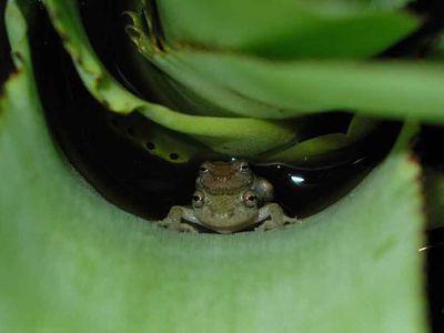 A pair of Scinax alcatraz frogs discreetly lay their eggs in a water-filled plant.