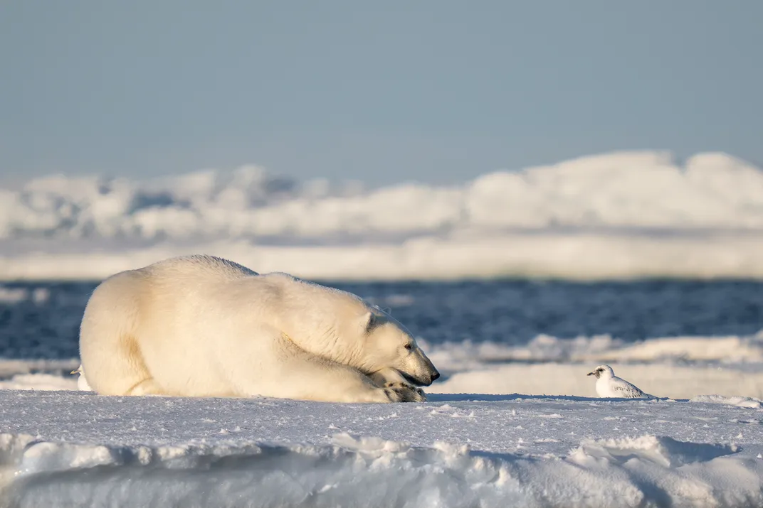 polar bear looking at bird