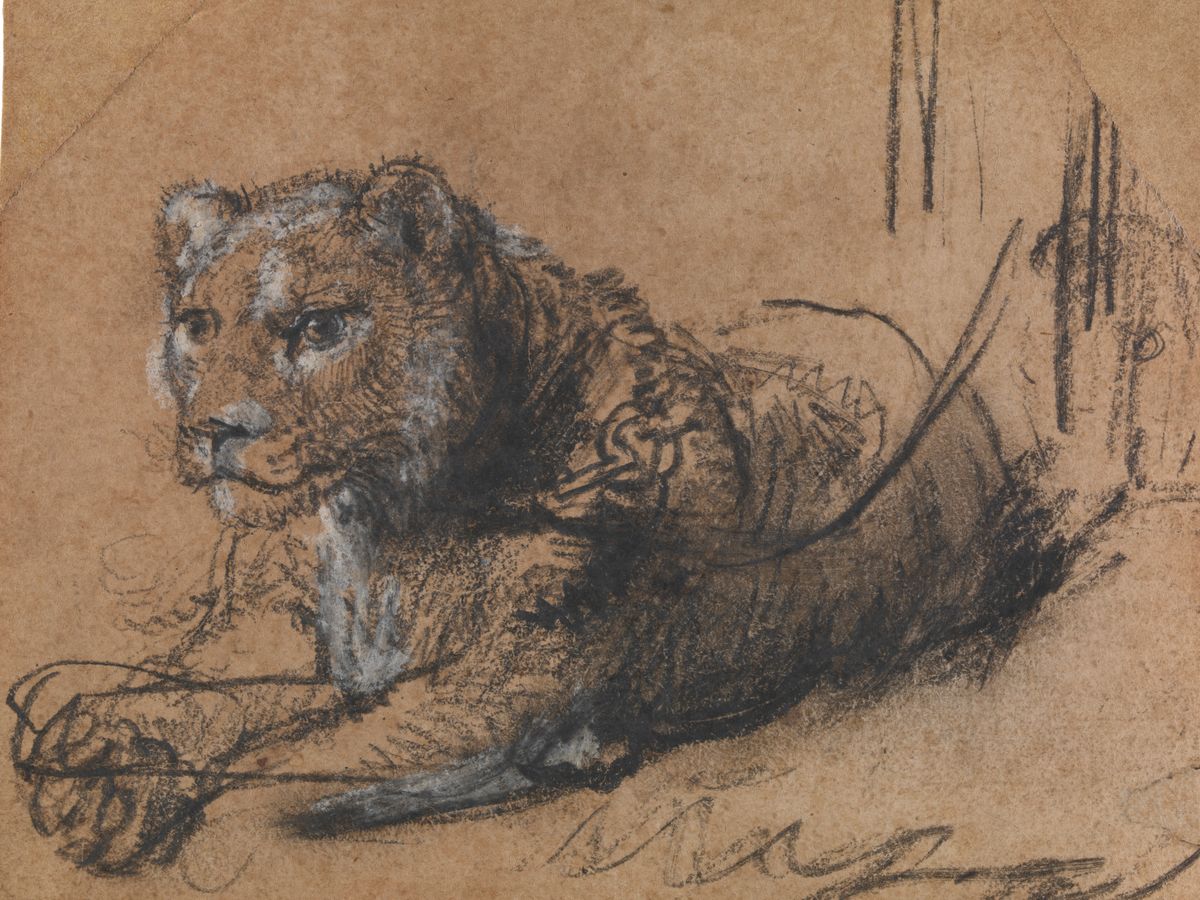 Rembrandt’s Stunning Sketch of a Lion Will Be Sold at Auction to Fund Wildlife Conservation Efforts