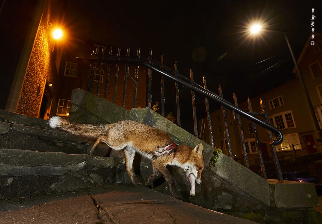 an injured fox carries a chicken leg down steps