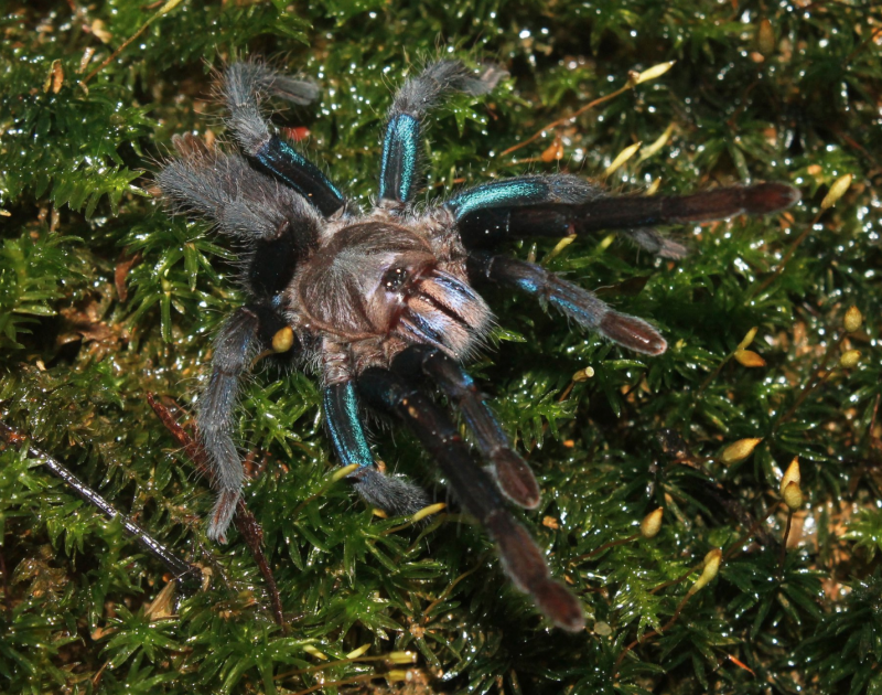Turquoise-Tinted Tarantula Discovered in Sri Lanka