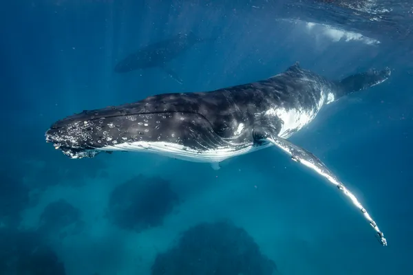 Soaring Giant thumbnail