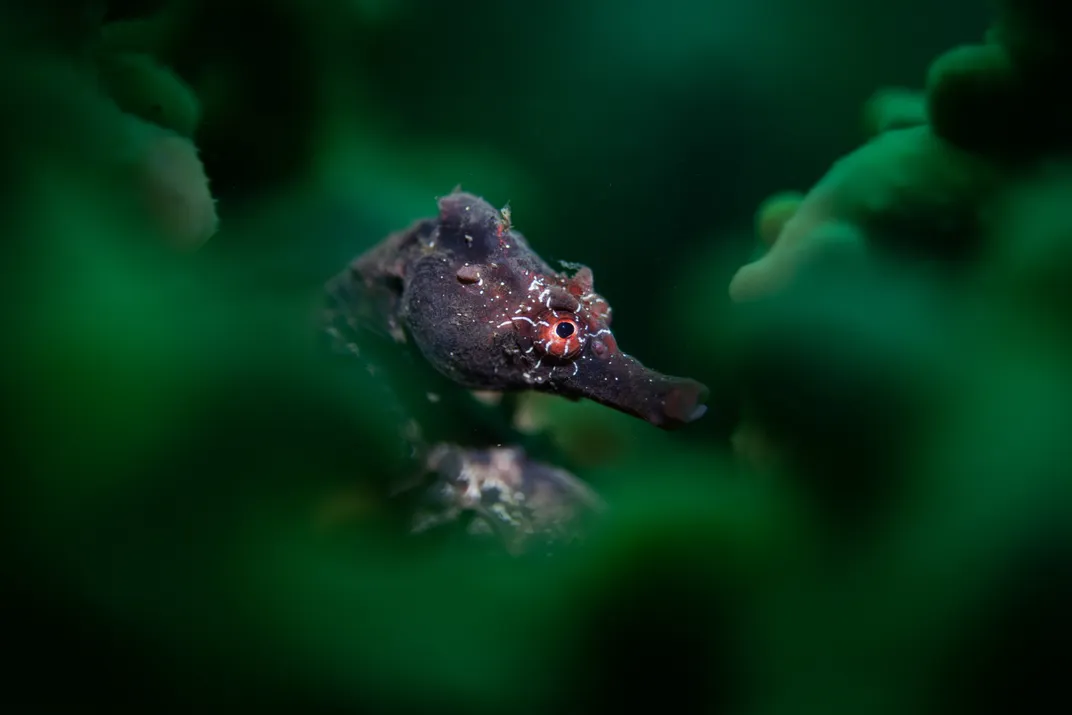 a seahorse with a red eye peers out from behind blurred, green coral
