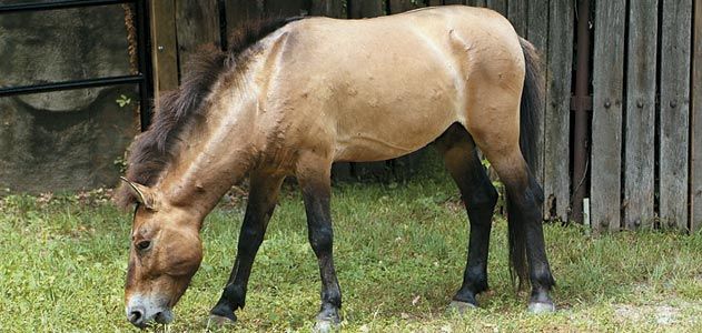 a Przewalski horse