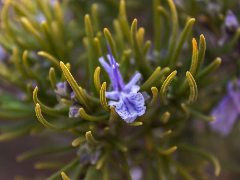 Rosemary Flower Smithsonian Photo Contest Smithsonian Magazine