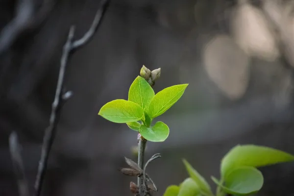 New Lilac Leaves thumbnail