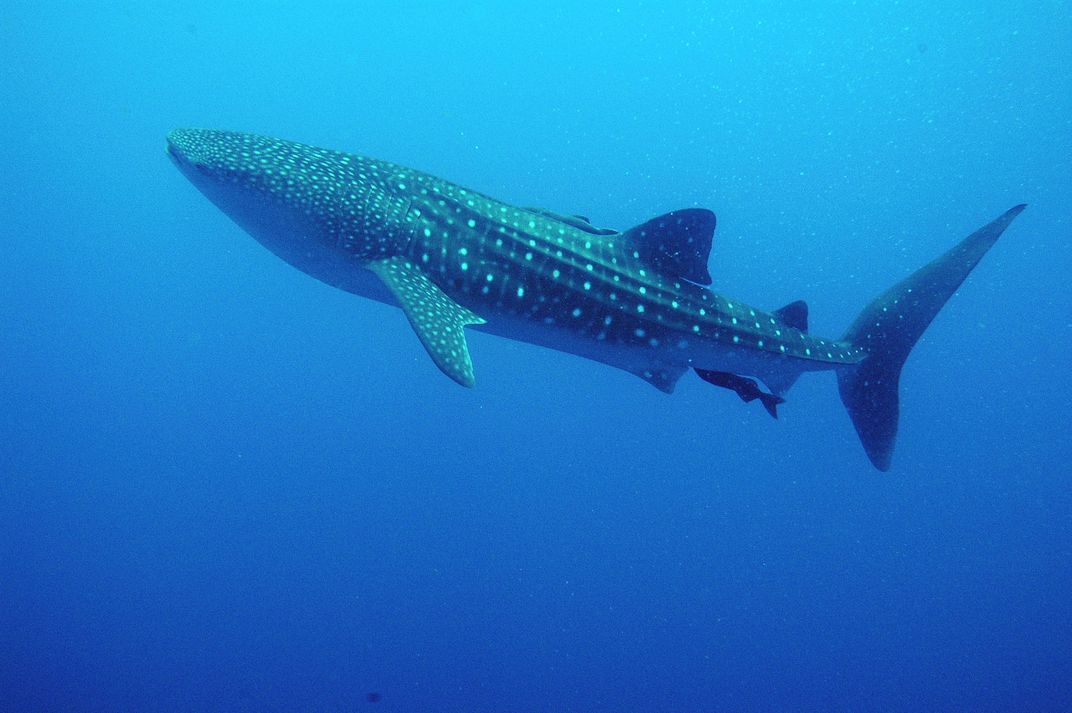 a spotted whale shark swims in dark blue water