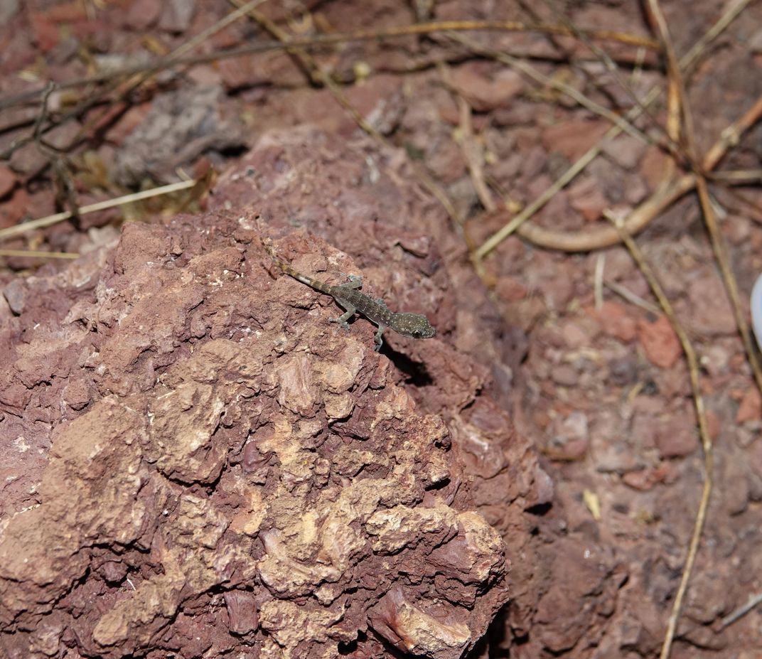 Small lizard on rocks