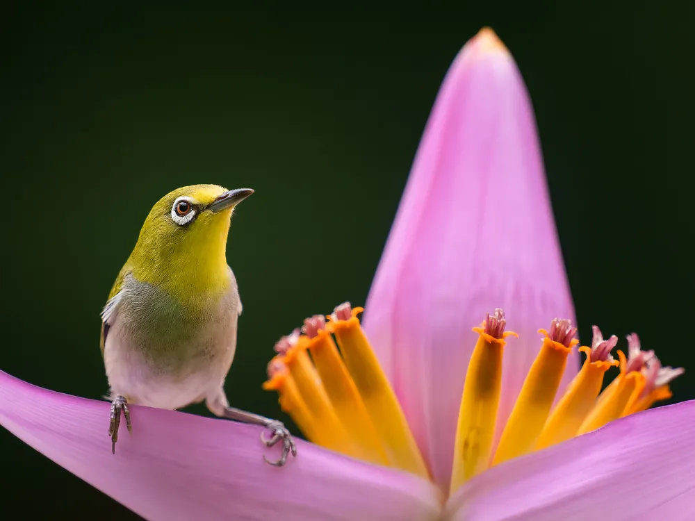 OPENER - With a white frame around its eye and green feathers, this Swinhoe’s white-eye is easily camouflaged when flying from flower to flower.