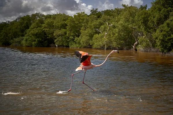 Running Flamingo thumbnail