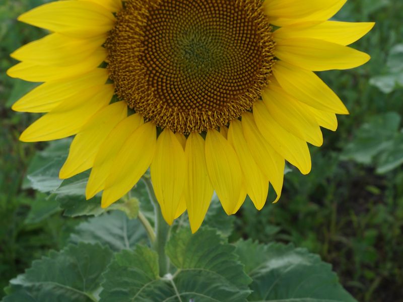 Single Sunflower of Hope in a Divided World Smithsonian Photo Contest