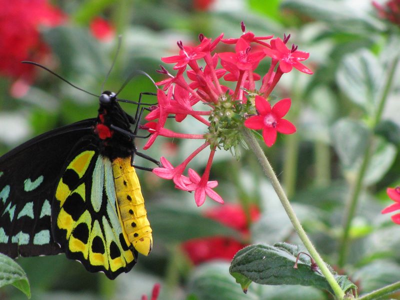 Butterfly getting nectar | Smithsonian Photo Contest | Smithsonian Magazine