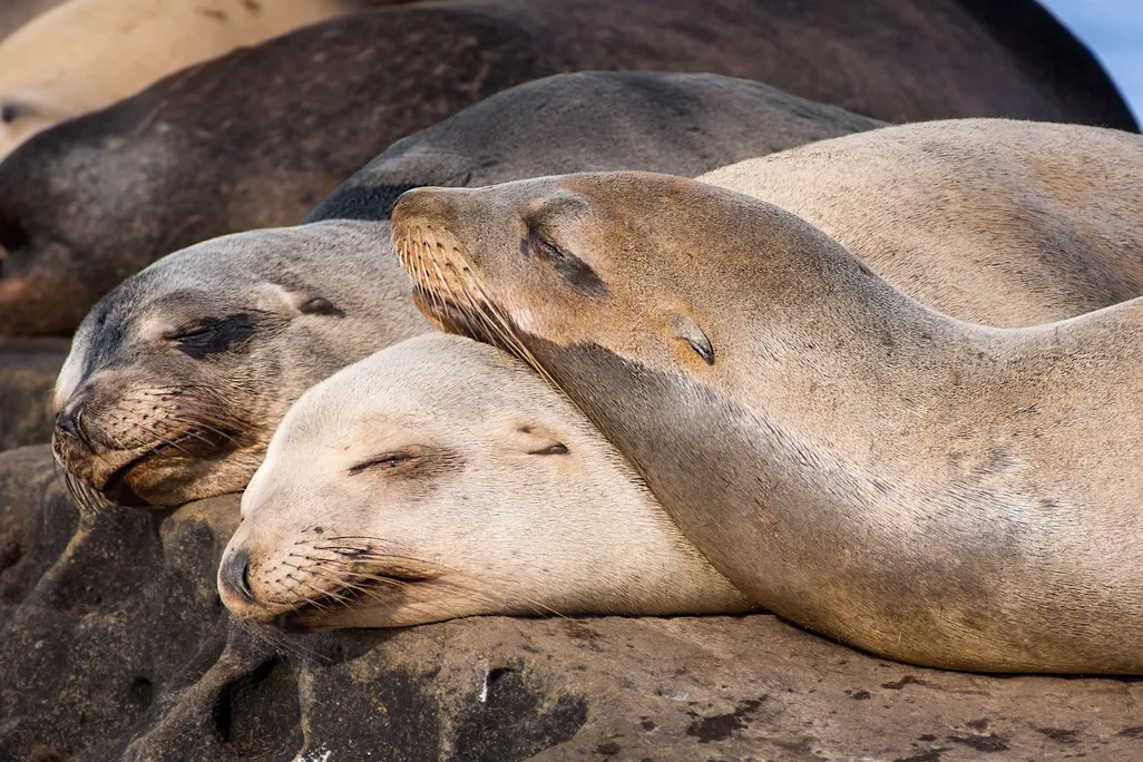 Sea lions napping on rocks