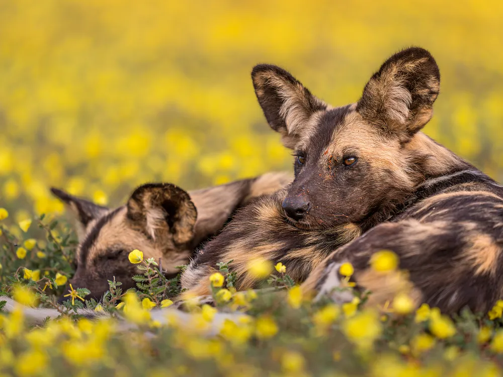 OPENER - A pair of African wild dogs at Tswalu Kalahari Reserve, the largest privately owned nature reserve in South Africa, near the Botswana border.