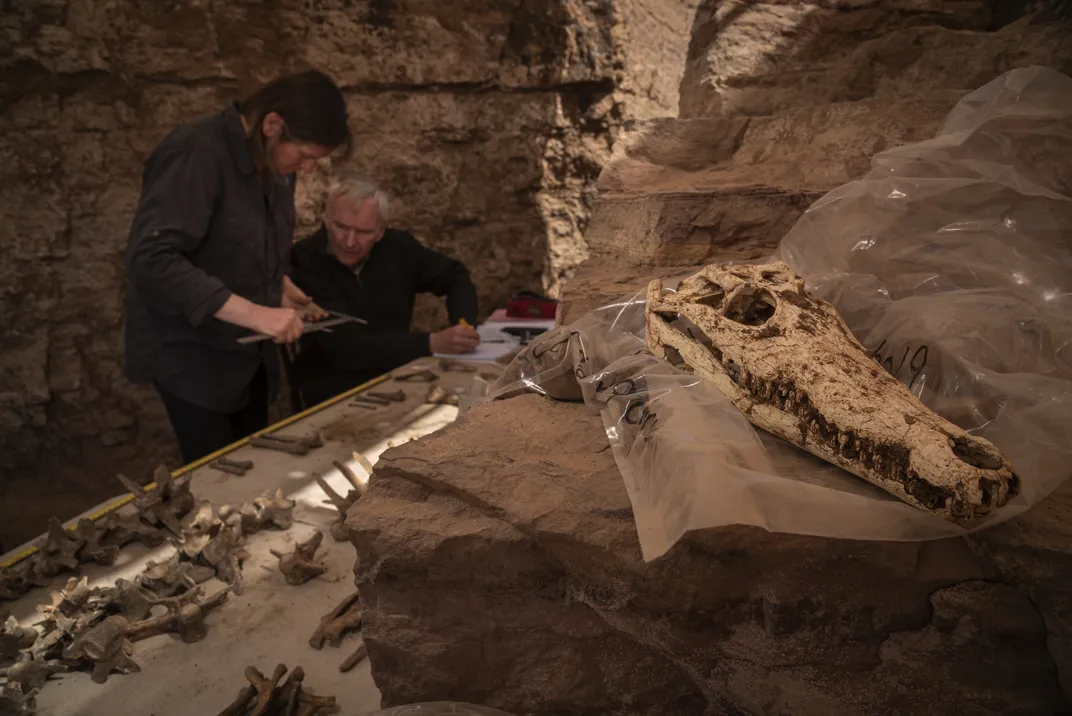 Archaeologists study the mummified crocodiles