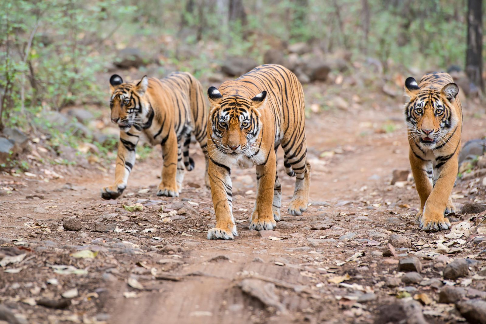 Climate change threatens wild tigers' habitat