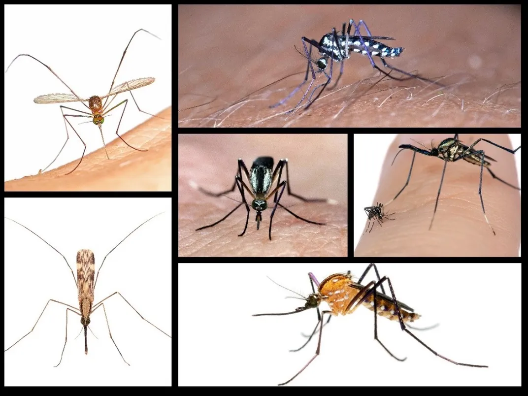 Collage showing six different mosquito species