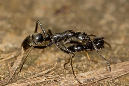 Matabele ant carries a wounded comrade home
