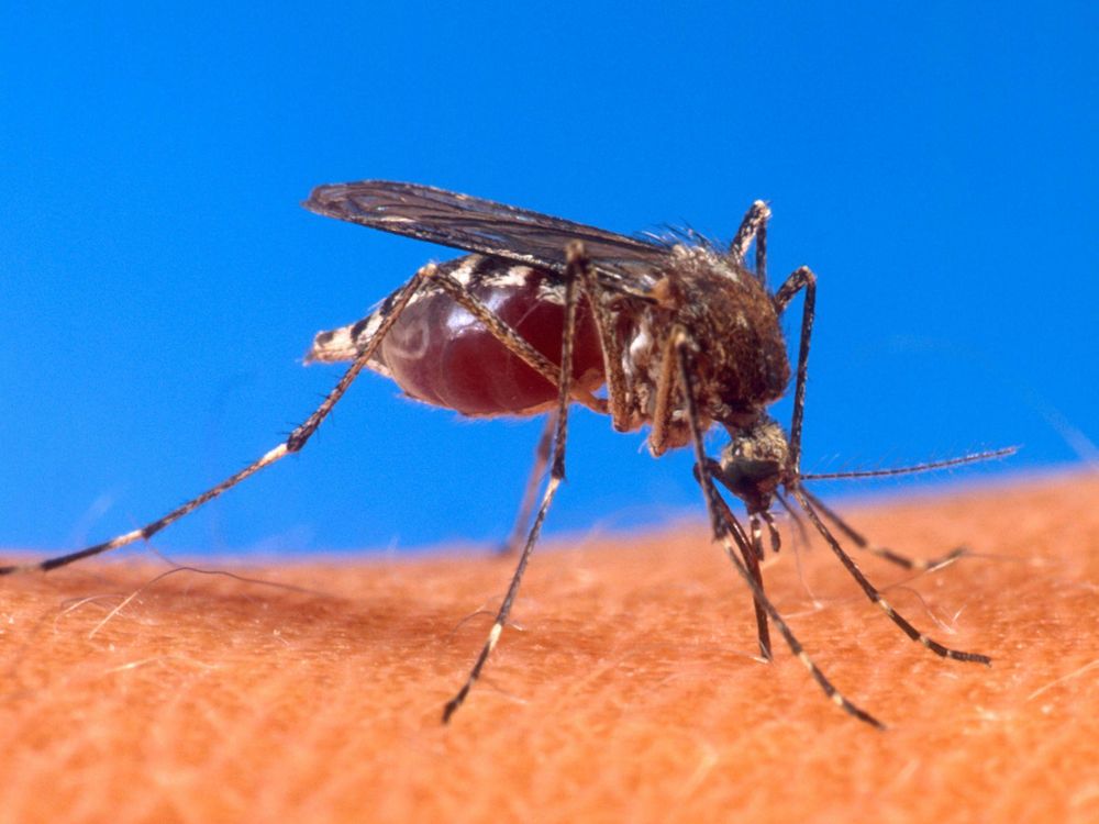 Aedes_aegypti_biting_human.jpg