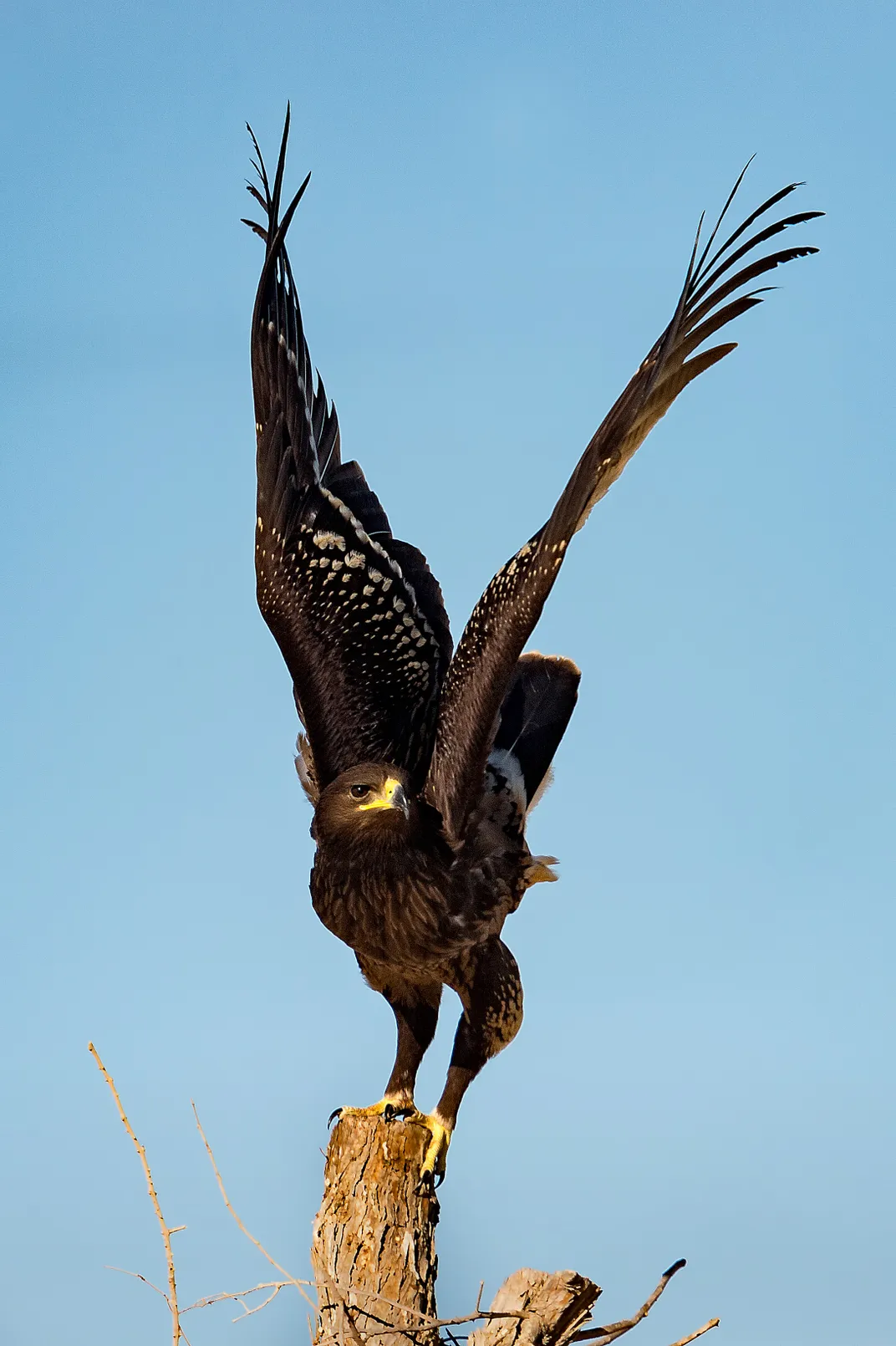 a large, brown eagle with spots on the backs of its wings stands on top of a tall and thin tree stump, looking left and with its wings up above its head, a blue sky in the background