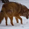 Coywolves are Taking Over Eastern North America icon