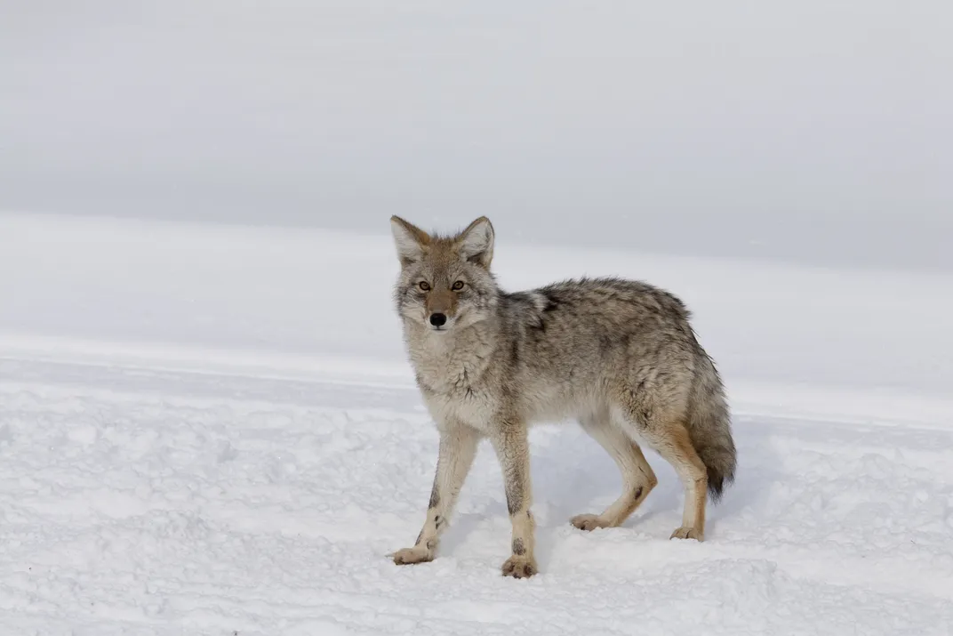 A coyote in the winter