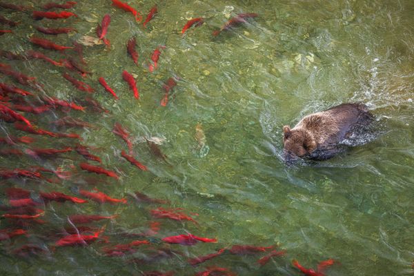 Where Hunger Meets the Flow thumbnail