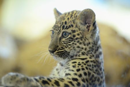 A Persian leopard cub at Zoo Augsburg in Germany
