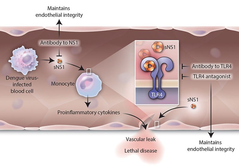 A Single Protein Is the Root of Dengue's Virulence