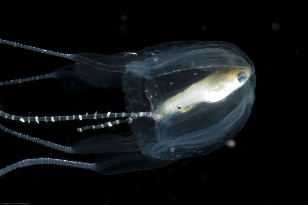 jellyfish