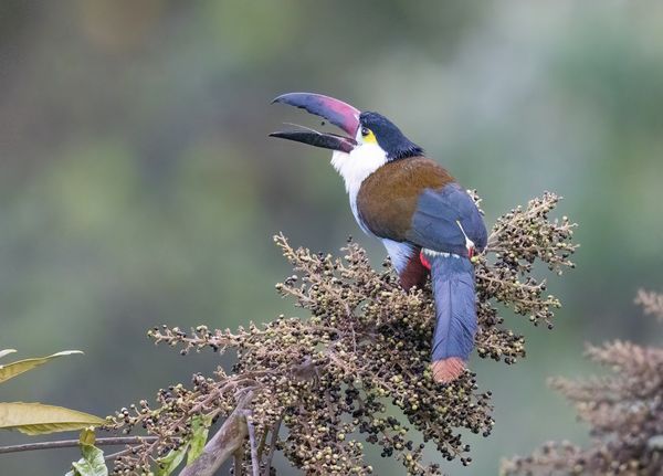 Grey Breasted Toucan Eating Berry, Colombia thumbnail