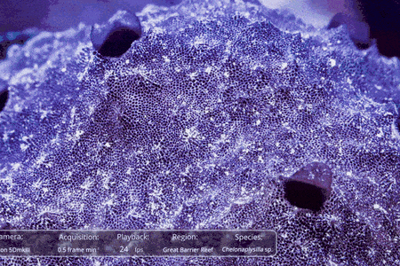A species of&nbsp;Chelonaplysilla&nbsp;sea sponge ejects mucus.