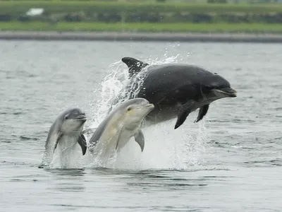 Dolphins and humans both change how they communicate when they&#39;re around babies.
