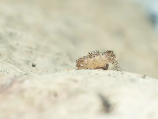 Want some crab? thumbnail