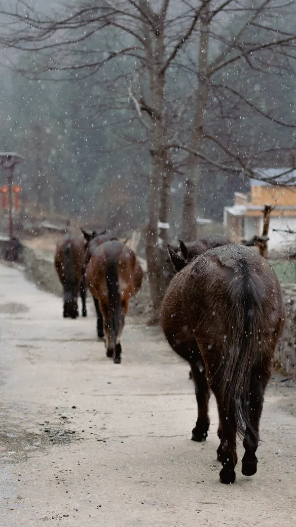 The road home in the light snow thumbnail